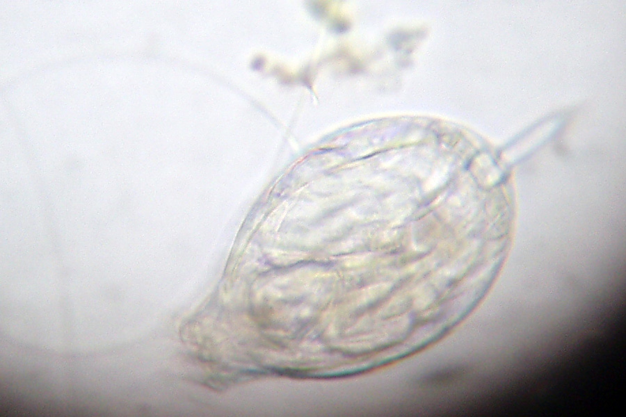 Lepadella patella (Rotifera)?